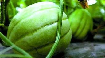 上海陈校花吃瓜,一场美食与话题的碰撞