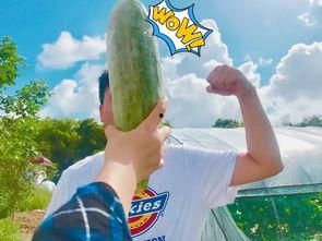 拉拉吃瓜网红,揭秘网红圈背后的瓜田秘事