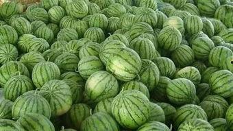 正在瓜地里吃瓜