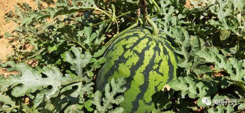 正在瓜地里吃瓜