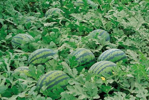 树屋吃瓜,揭秘网络时代的“瓜田”盛景