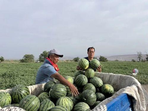 树屋吃瓜,揭秘网络时代的“瓜田”盛景