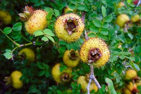 刺梨吃瓜优惠,吃瓜优惠大放送！