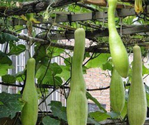 梦见吃半个肉瓜,探寻梦境中的肉瓜寓意