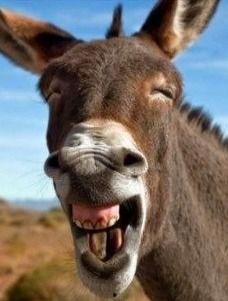 老驴吃自己的瓜,一场荒诞的寓言之旅