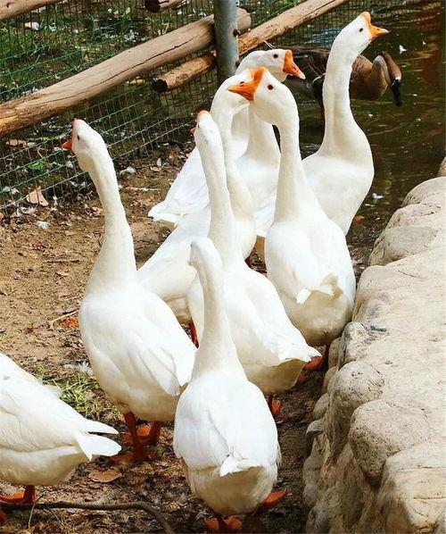 德云吃瓜鹅,揭秘相声界的幕后故事与趣味瞬间