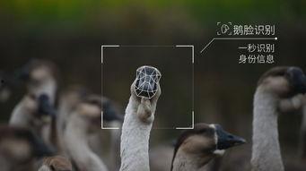 德云吃瓜鹅,揭秘相声界的幕后故事与趣味瞬间