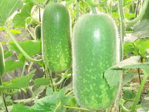 小钢吃大瓜,一场美食与冒险的奇幻之旅