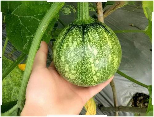 小钢吃大瓜,一场美食与冒险的奇幻之旅