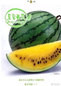 吃瓜大会的瓜,一场全民参与的瓜界盛宴