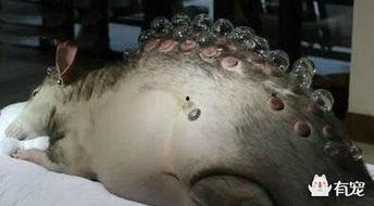 变异老鼠吃瓜,瓜田里的神秘探险