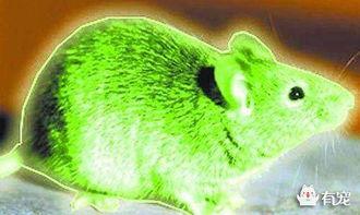 变异老鼠吃瓜,瓜田里的神秘探险